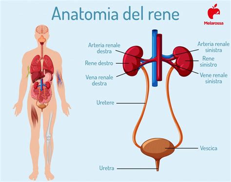 Calcoli Renali Cosa Sono Sintomi Cause Diagnosi Cura E Prevenzione