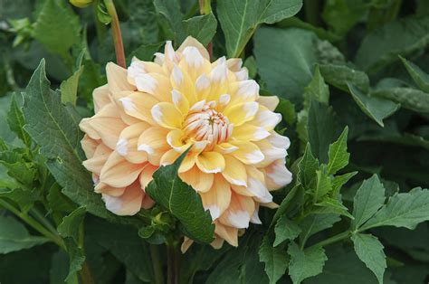 Dahlia Seattle Photograph By Jenny Rainbow Fine Art America