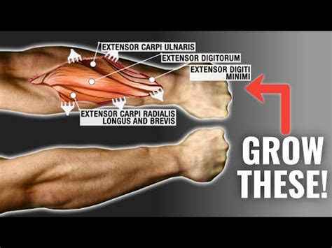 How To Get Bigger Forearms FAST 3 Science Based Tips YouTube