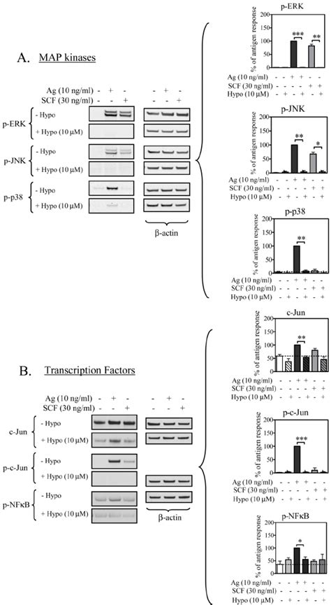 The effect of hypothemycin on Fc ε RI and or Kit mediated MAP kinase