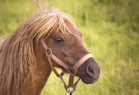 Pony Equus Ferus Caballus Female Looking Scared Stock Photo Image