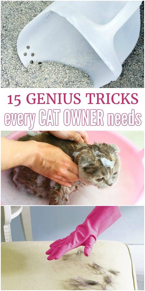 15 Genius Cat Hacks Cat Hacks Crazy Cats Cat Life Hacks