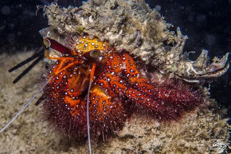 Giant Spotted Hermit Crab Facts And Photographs Seaunseen