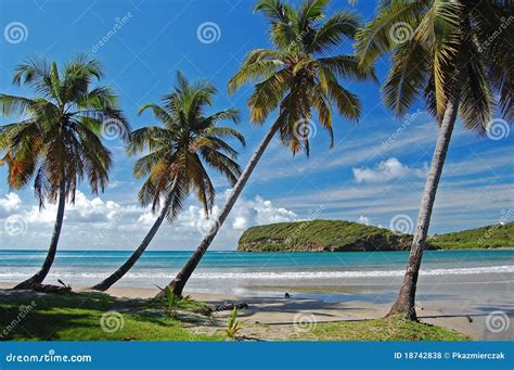 Palm Trees on La Sagesse Beach on Grenada Island Stock Photo - Image of ...