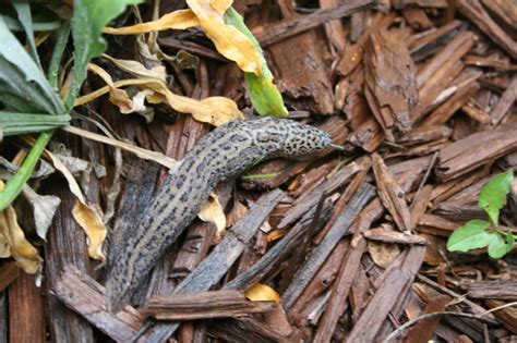 Nature and Child: Newsflash: Giant slug discovered in the backyard!