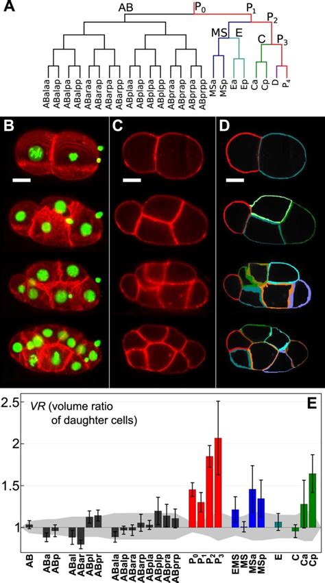 Physical Determinants Of Asymmetric Cell Divisions In The Early