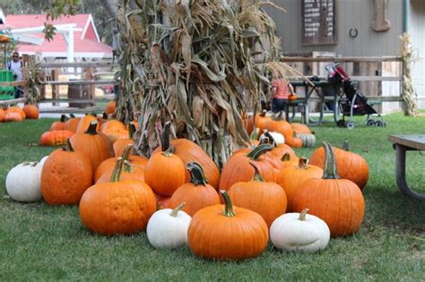 Irvine Park Railroad Pumpkin Patch | Wheel Fun Rentals