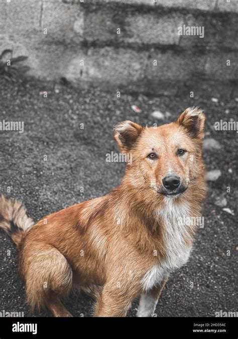 Descubre todo sobre el Spitz Finlandés características cuidados y