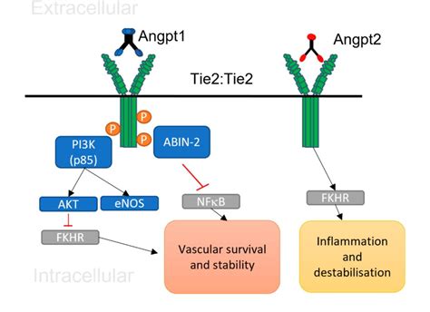 COVID 19 Is A Multisystem Disease And Is Associated With Significant