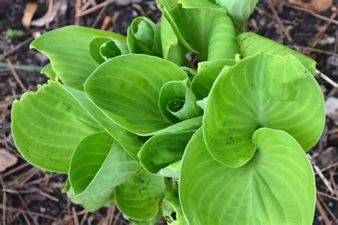 Do Rabbits Eat Hosta Plants Up Gardening