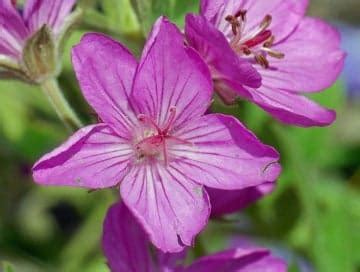 Colorado native plants Archives - Lifescape Colorado