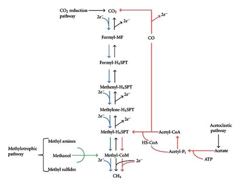 Schematic Illustrating The Major Substrates H2co2 Methanol Methyl Download Scientific