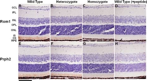 Immunohistochemical Localization Of Retinal Outer Segment Membrane