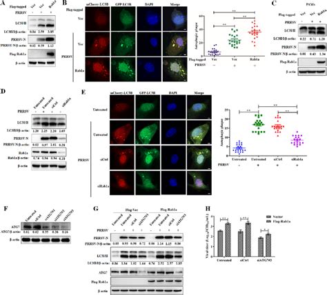 Rab A Promotes Prrsv Infection Via Autophagy A And C Western Blot