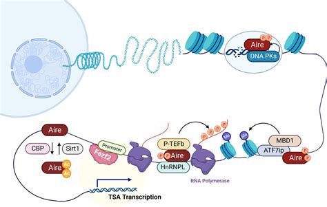 Frontiers Aire And Fezf2 Two Regulators In Medullary Thymic