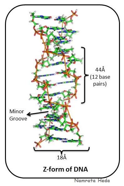 biology biomolecules   cell nucleic acids part