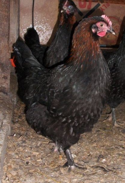 French Black Copper Marans Chicken Breeds Cackle Hatchery