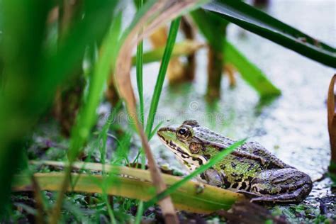 Toad In The River A Toad Partially Submerged In A Duckweed In A Pond