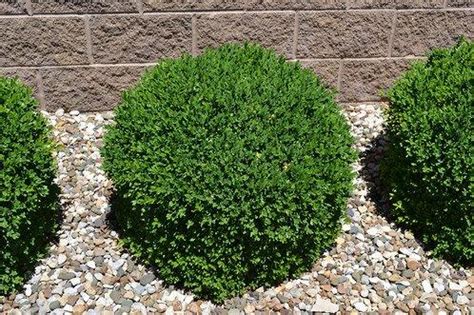 Buxus X Green Gem Boxwood Cherry Creek Nursery