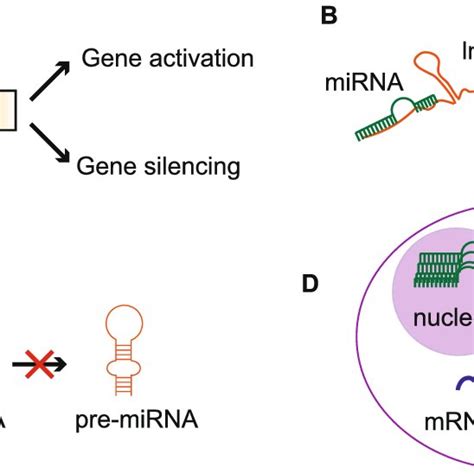 Known Roles Of Nuclear Localized MiRNAs A Regulation Of Gene