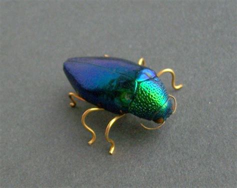 Antique Real Beetle Brooch Large Iridescent Bug Circa 1900 Etsy