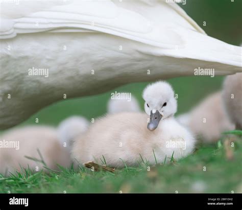 Newborn Baby Swan Or Cygnet Under The Protection Of The Mother Swan