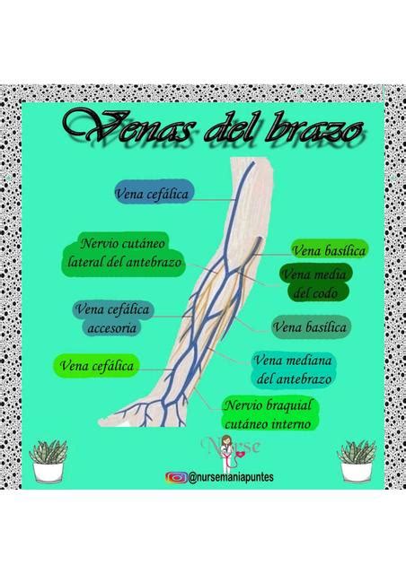 Venas Del Brazo Nursemaniapuntes Udocz