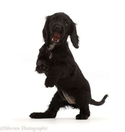 Dog Black Cocker Spaniel Puppy Standing Up On Hind Legs Photo Wp45907