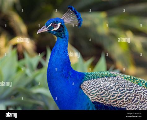 Beautiful Peacock Walking Around At Los Angeles County Arboretum