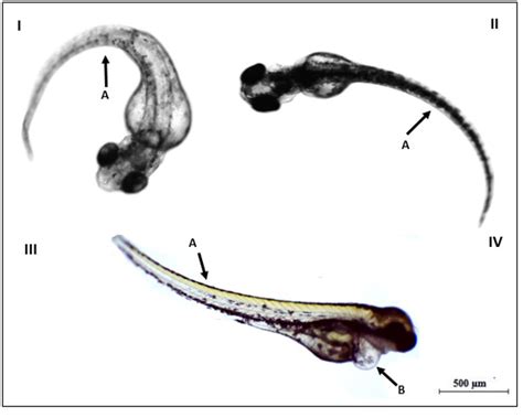 Scielo Brazil Bpa Toxicity During Development Of Zebrafish Embryo