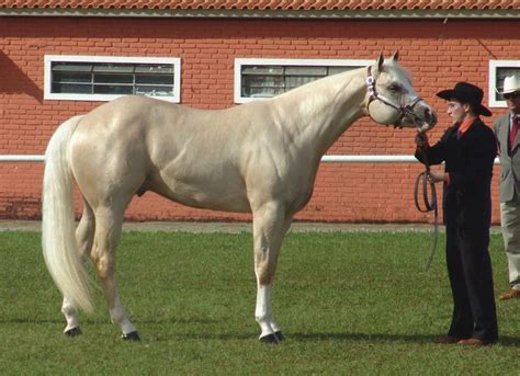 Top 5 Fastest Horse Breeds In The World