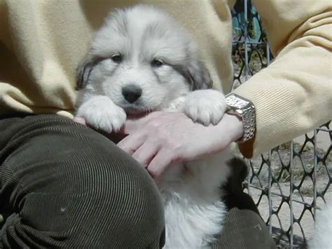 Pyrenean Mountain Dog - Pet Your Dog