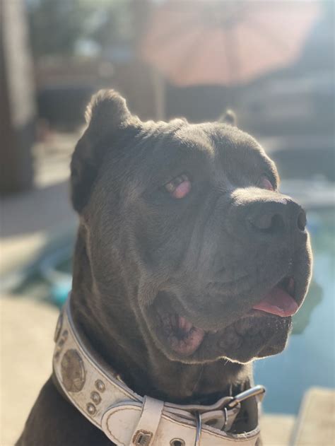 Dog for Adoption - Kobe, a Cane Corso Mastiff in Sun City West, AZ | Alpha Paw