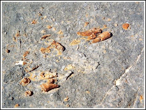 Ken's Photo Gallery: 07-2016 Desert Fossil Remains