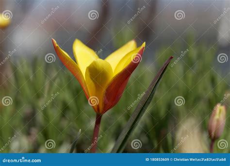 Flower Of A Lady Tulip Tulipa Clusiana Var Chrysantha Stock Image