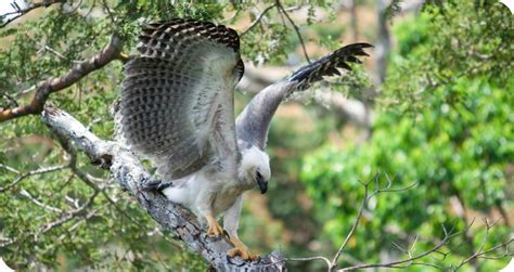 Instituto Tecnológico Vale Projeto Genômica Da Biodiversidade