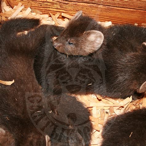 Sale Of Young Sable Saltykovsky Fur Farm