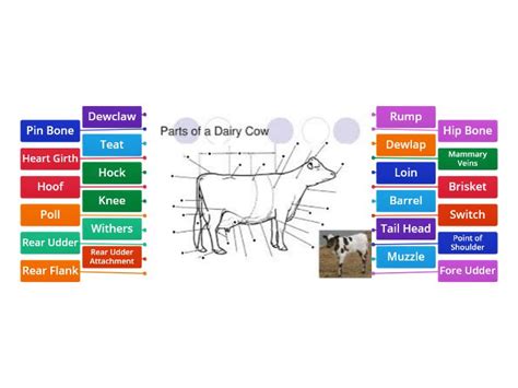 Dairy Cow Anatomy Labelled Diagram - Diagrama con etiquetas