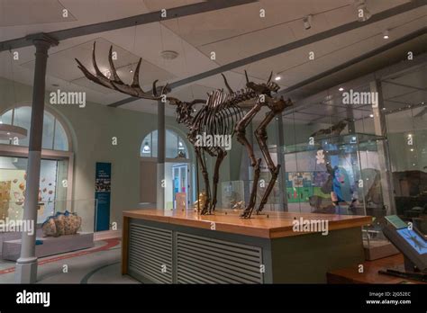 Giant Deer Or Irish Elk Skeleton Megaloceros Giganteus On Display In