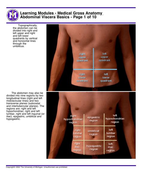 Abdominal Viscera Basics Page 1 Of 10 Learning Modules