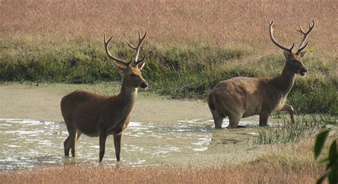 Wildlife of Central India - James was born in 1963