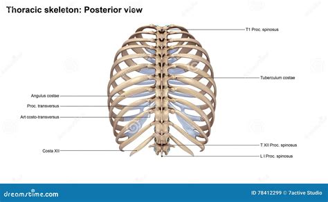 Thoracic Skeletal Anatomy