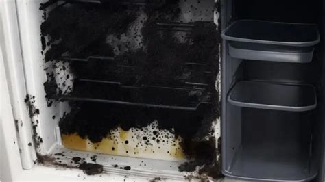 How To Clean Mold In A Mini Fridge Minifridgezone