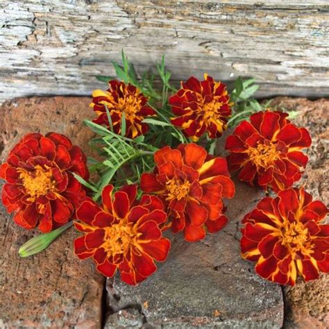 Vibrant Marigold Flowers Cultivation Tips And Benefits