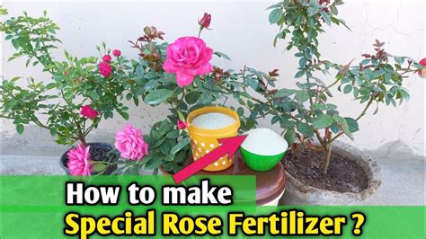 How To Make Special Rose Fertilizer How To Make Green Garden Rose