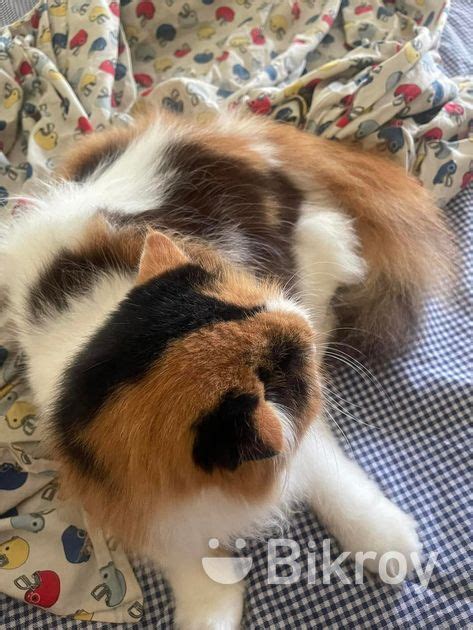 Persian Calico Female In Bagerhat Bikroy