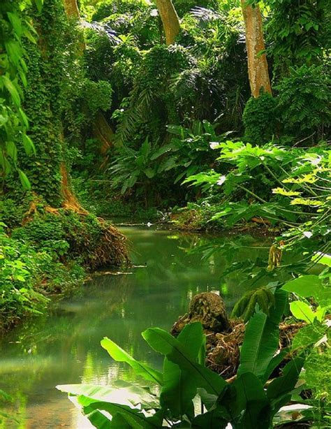 Tropical Rainforest, Mexico Images Jungle, Amazing Nature, Places ...