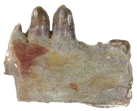 .77" Ophiacodon (Permian Synapsid) Jaw Section - Texas (#42970) For ...