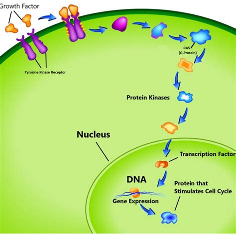 Cell cycle proliferation. (image courtesy: AtheroPointTM, Roseville ...