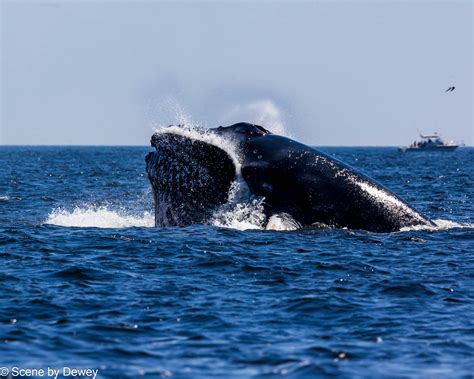 Blue Whales Breaching